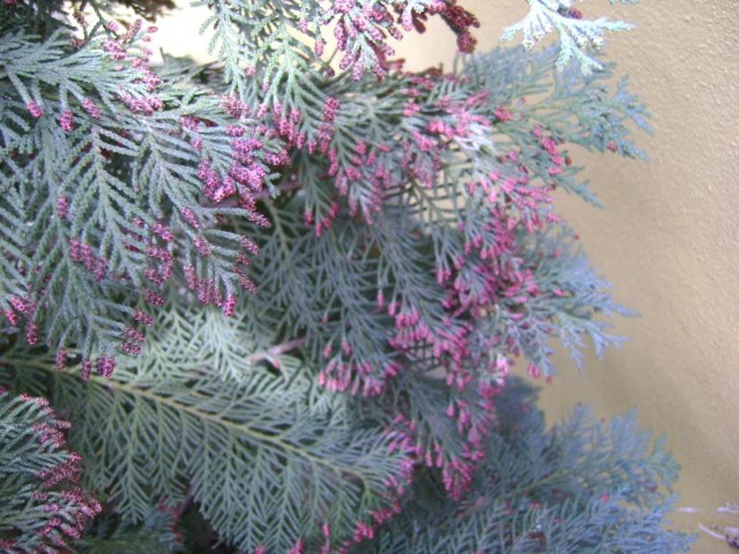 Thuja - Primavara 2018