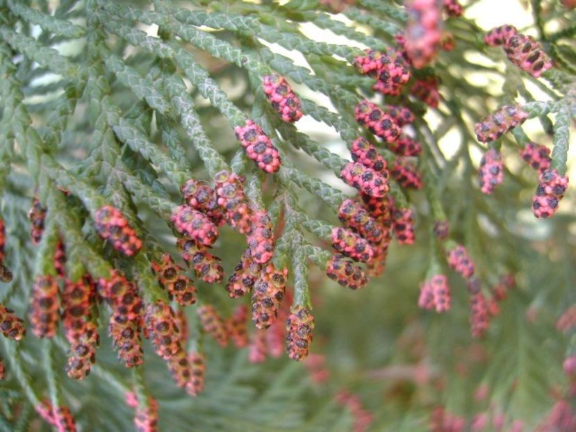 Thuja - Primavara 2018