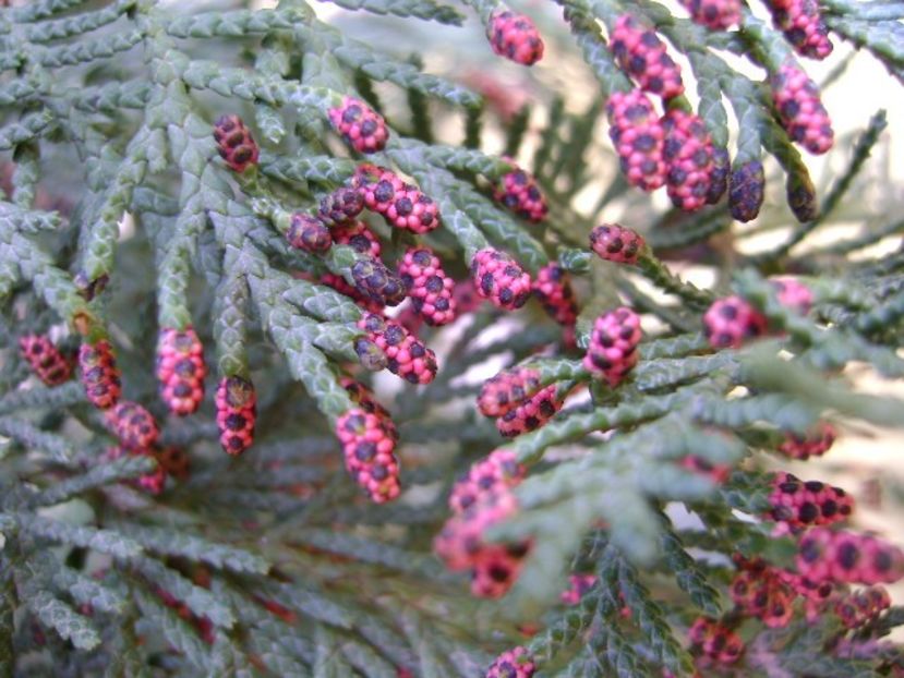 Thuja - Primavara 2018