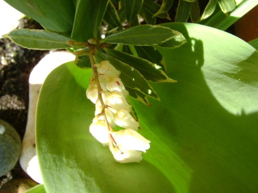 Pieris japonica - Primavara 2018