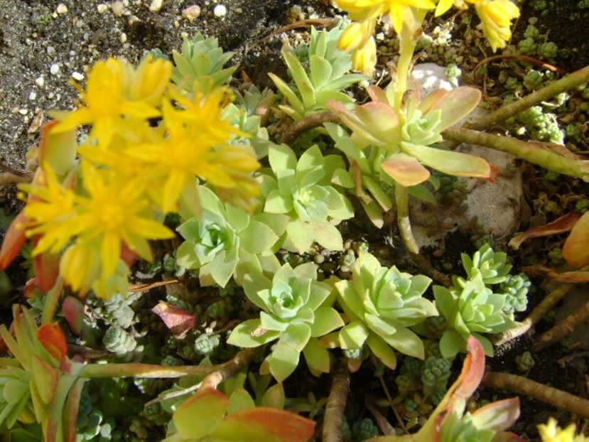 Sedum palmeri - Primavara 2018