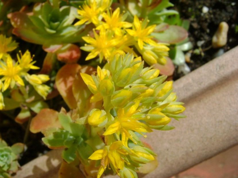 Sedum palmeri - Primavara 2018