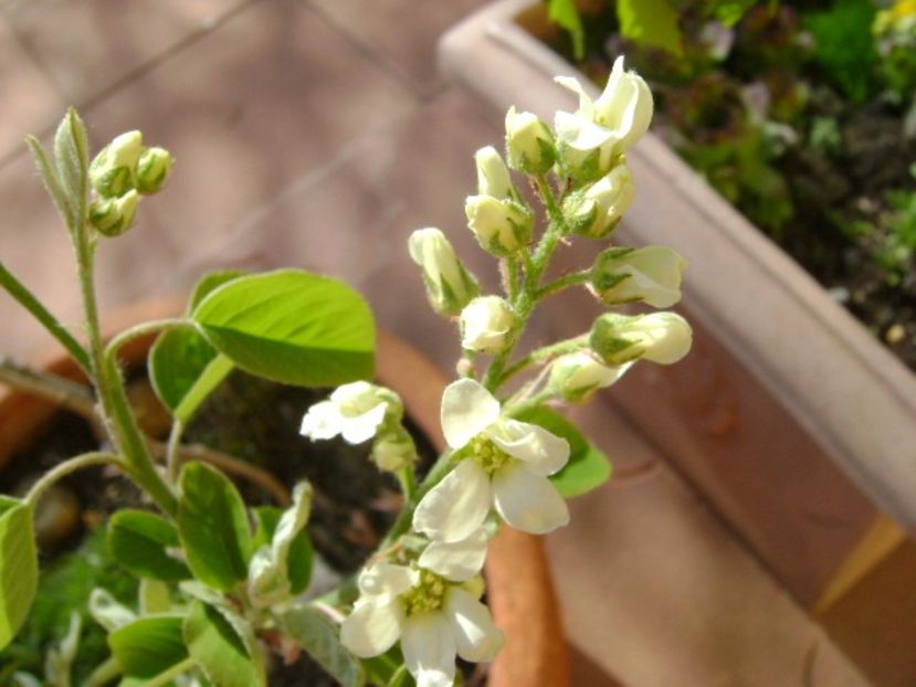 Arbore de stafide (Amelanchier lamarckii) - Primavara 2018