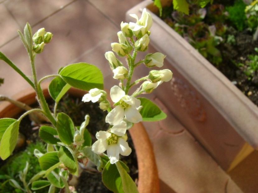 Arbore de stafide (Amelanchier lamarckii) - Primavara 2018
