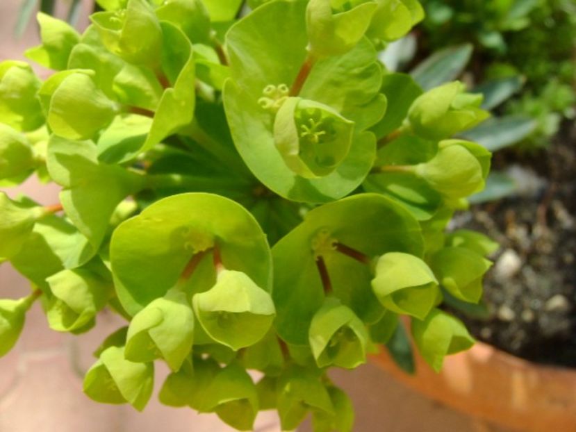 Euphorbia amygdaloides - Primavara 2018
