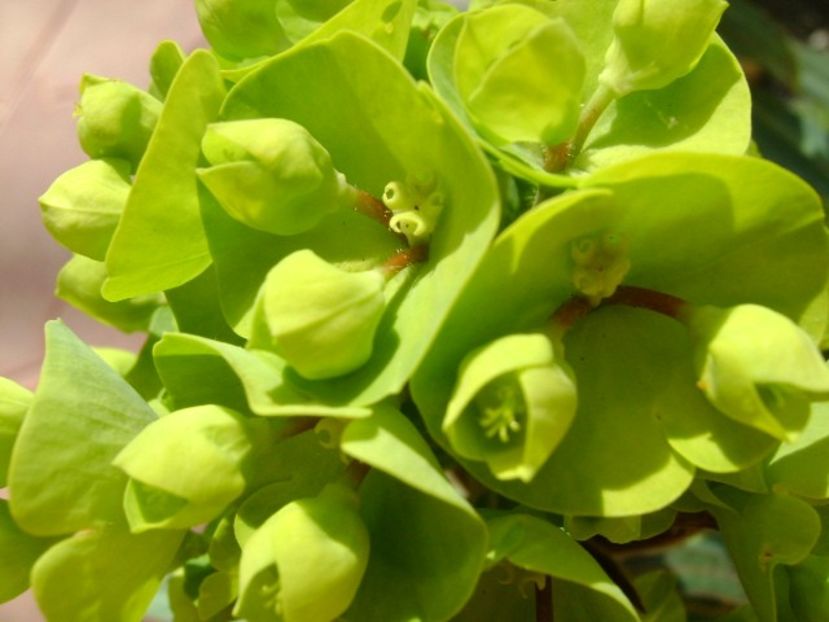 Euphorbia amygdaloides - Primavara 2018