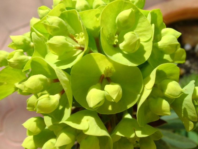 Euphorbia amygdaloides - Primavara 2018