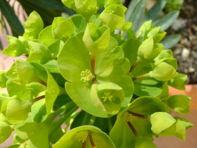 Euphorbia amygdaloides - Primavara 2018