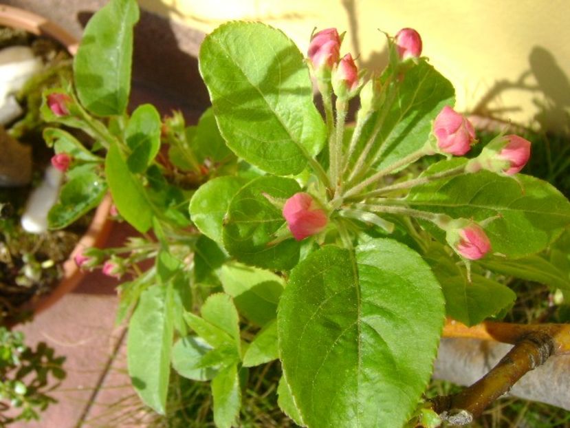 Mar decorativ - Primavara 2018