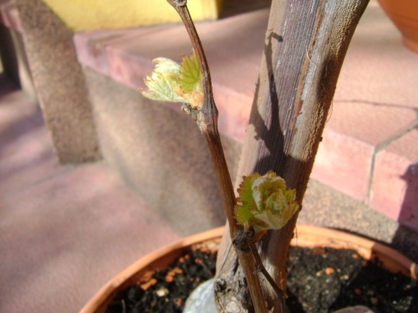 Vita de vie - Primavara 2018