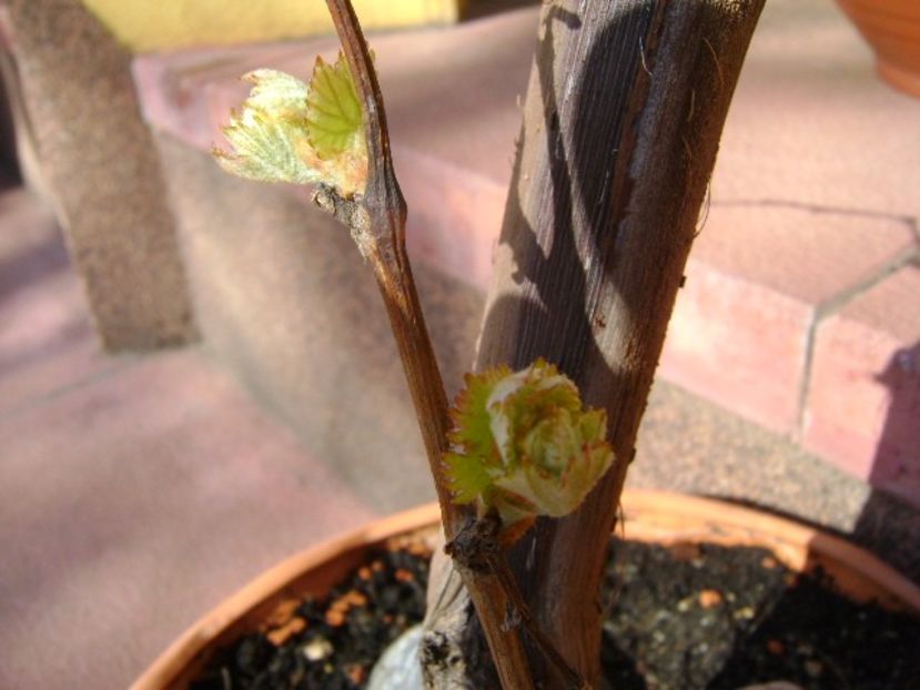 Vita de vie - Primavara 2018