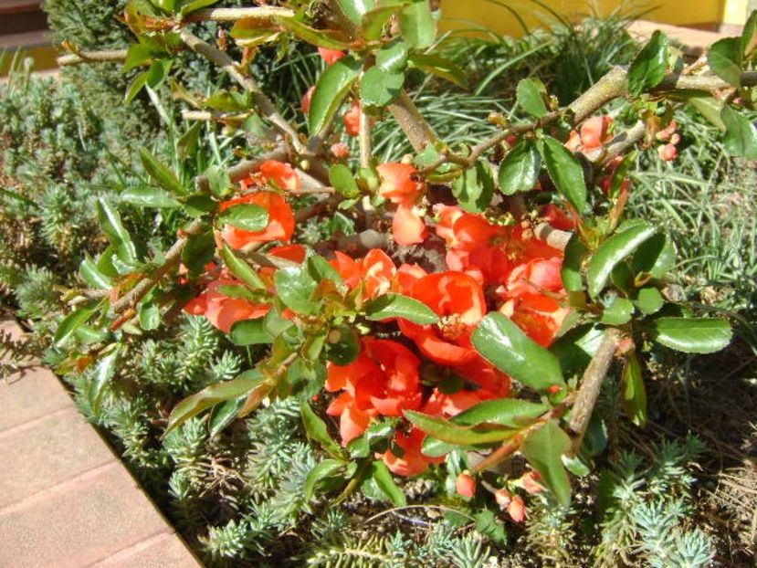 Gutui japonez - Primavara 2018