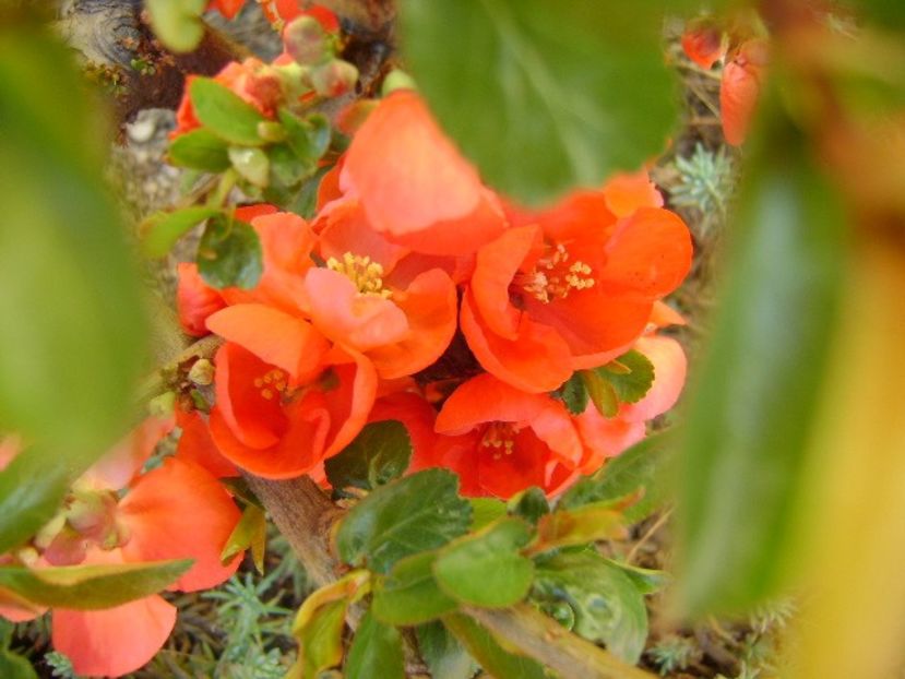 Gutui japonez - Primavara 2018