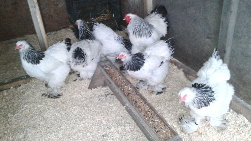 108150383_BHROLHQ-1 - De vanzare