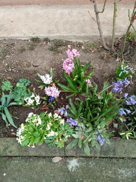 In aprilie 2018 - Gradina mea