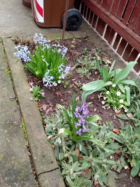 In aprilie 2018 - Gradina mea