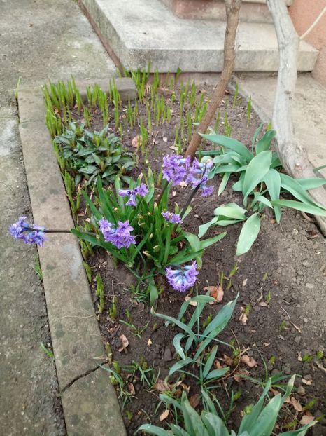 In aprilie 2018 - Gradina mea