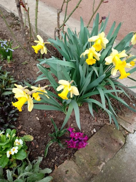 In aprilie 2018 - Gradina mea