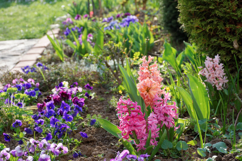 8 Aprilie _Jan Bos, Pink Pearl , Apricot - 2020 Zambile