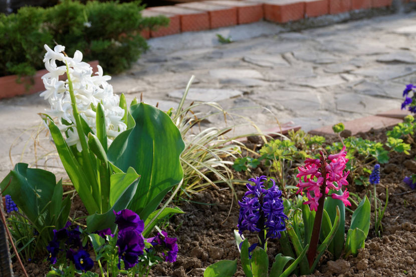 Aiolles, Blue pearl, Jan Boss - 2020 Zambile