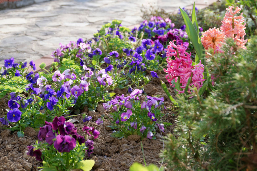 Jan Bos si Apricot - 2018_Aprilie_zambile