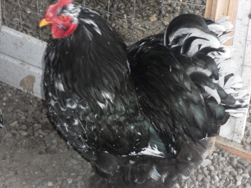 received_2136537413233911 - A Cochincina bobat pe negru