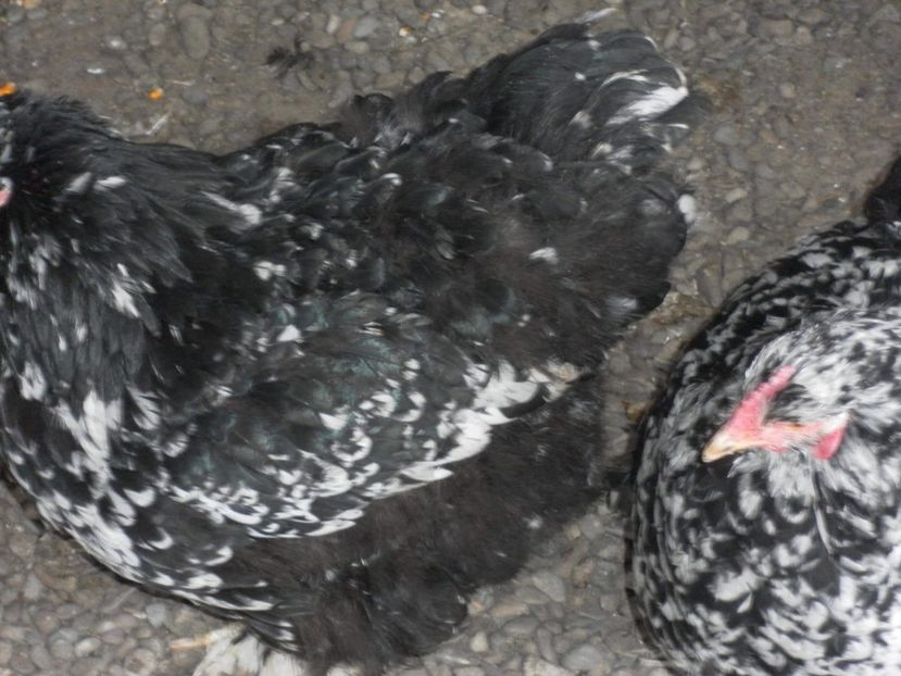 received_2136537433233909 - A Cochincina bobat pe negru