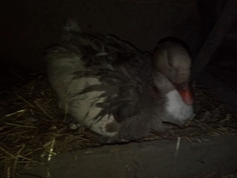 A 4-a closca - B4 - Gaste comune