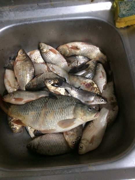 10-04-2018 Nanesti - 11-Alt hobby