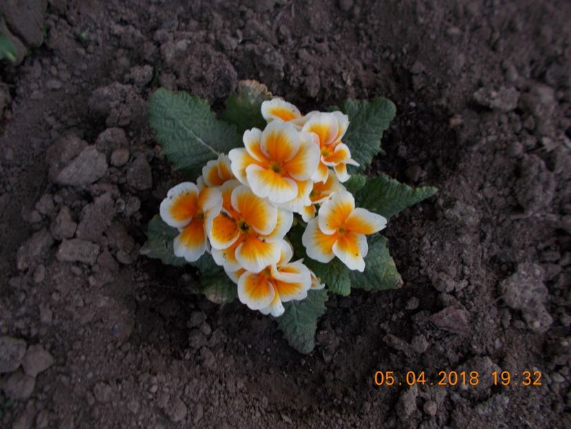  - Flori de gradina-2016-2017-2018-2019-2022