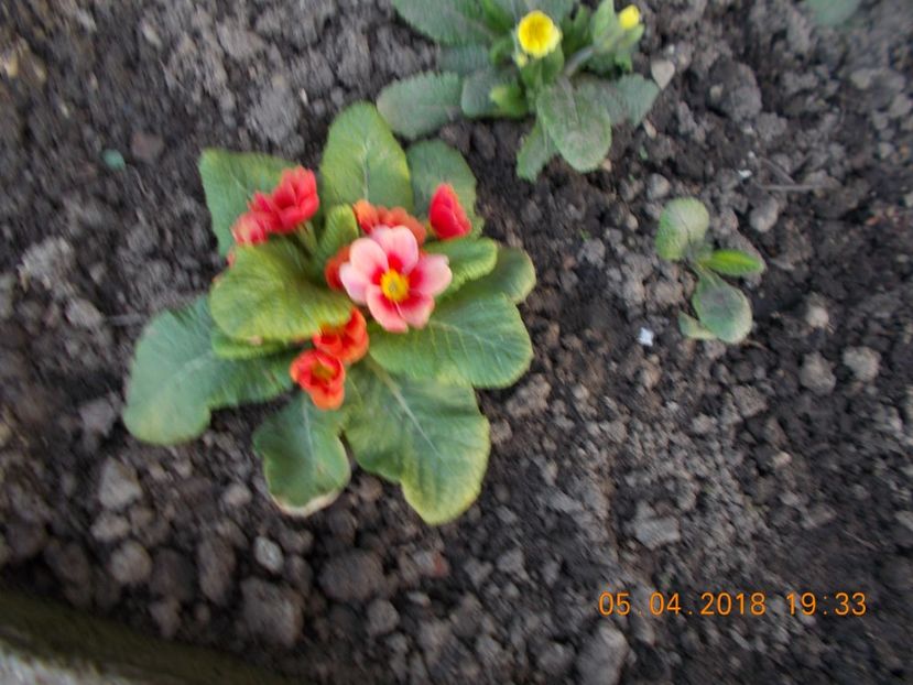  - Flori de gradina-2016-2017-2018-2019-2022