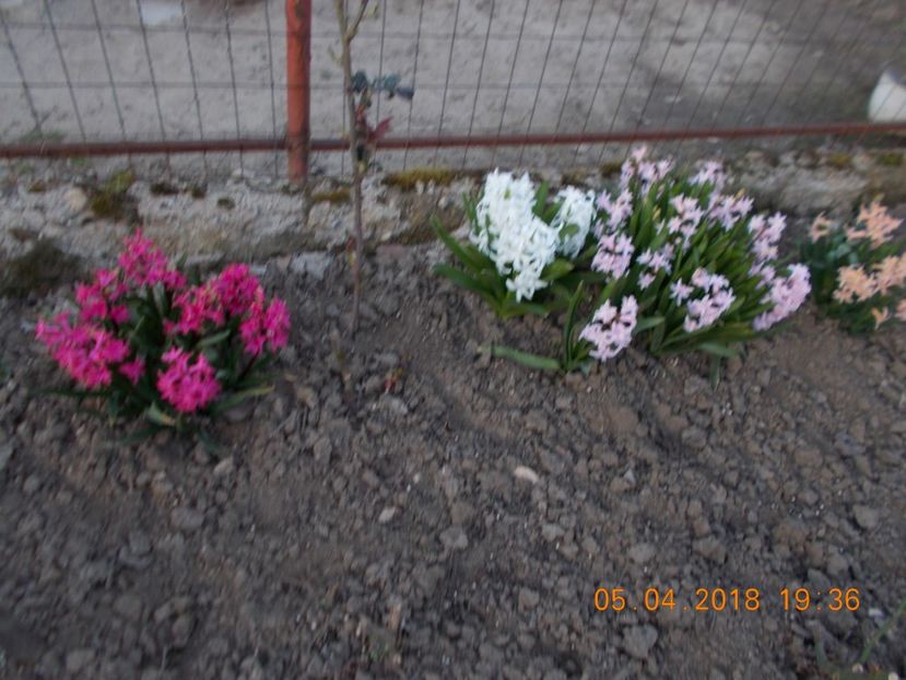  - Flori de gradina-2016-2017-2018-2019-2022