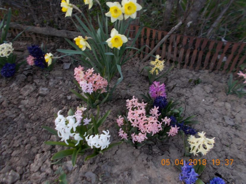  - Flori de gradina-2016-2017-2018-2019-2022