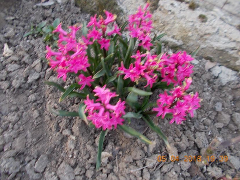  - Flori de gradina-2016-2017-2018-2019-2022