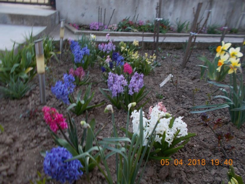  - Flori de gradina-2016-2017-2018-2019-2022