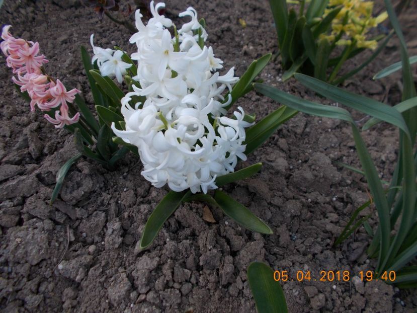  - Flori de gradina-2016-2017-2018-2019-2022