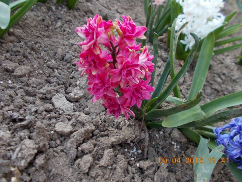  - Flori de gradina-2016-2017-2018-2019-2022