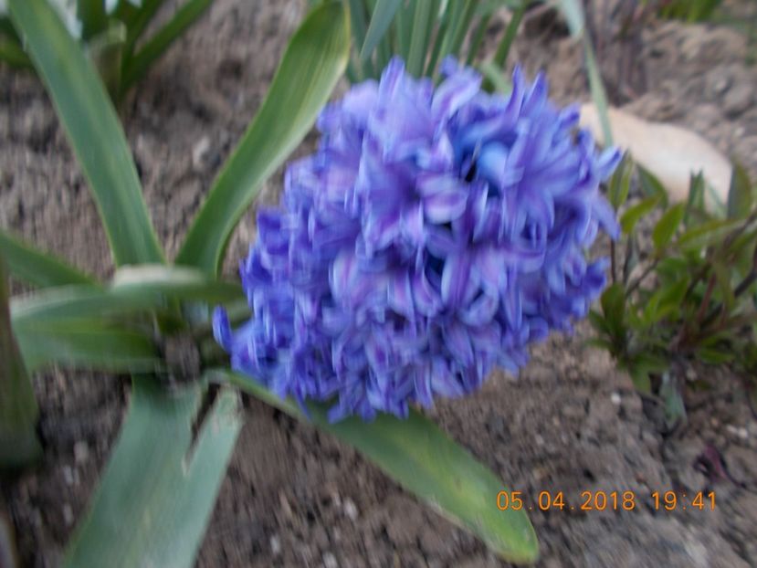  - Flori de gradina-2016-2017-2018-2019-2022