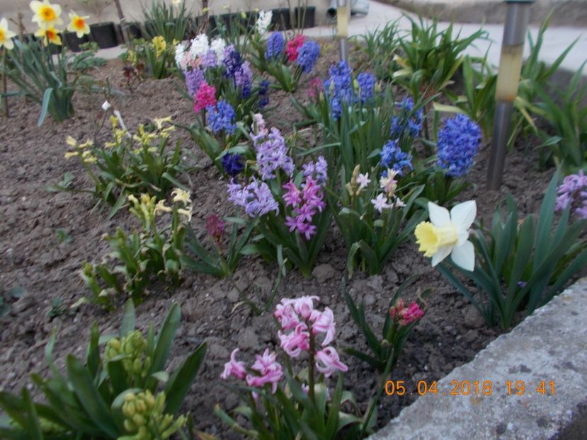  - Flori de gradina-2016-2017-2018-2019-2022