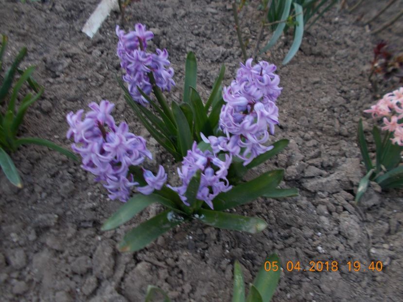  - Flori de gradina-2016-2017-2018-2019-2022