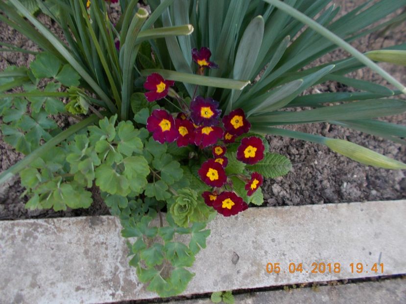 - Flori de gradina-2016-2017-2018-2019-2022