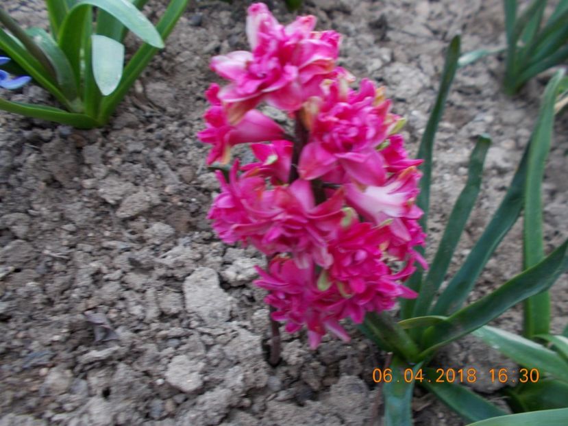  - Flori de gradina-2016-2017-2018-2019-2022