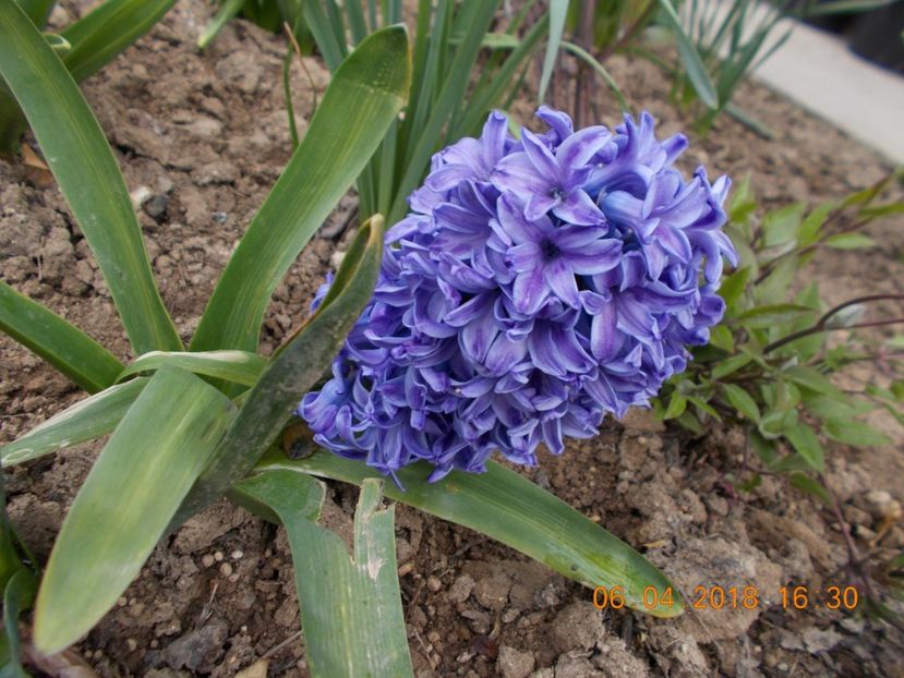  - Flori de gradina-2016-2017-2018-2019-2022