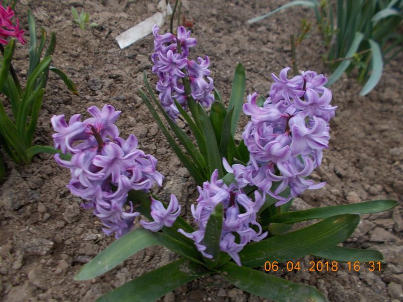  - Flori de gradina-2016-2017-2018-2019-2022