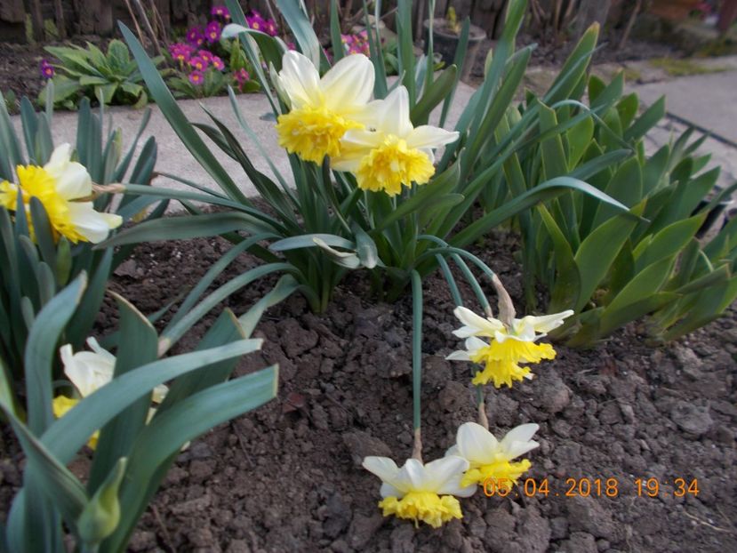  - Flori de gradina-2016-2017-2018-2019-2022