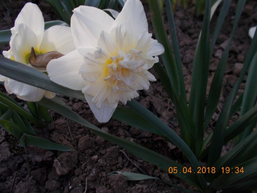  - Flori de gradina-2016-2017-2018-2019-2022