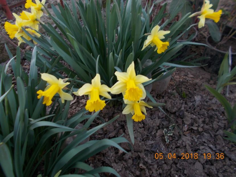  - Flori de gradina-2016-2017-2018-2019-2022