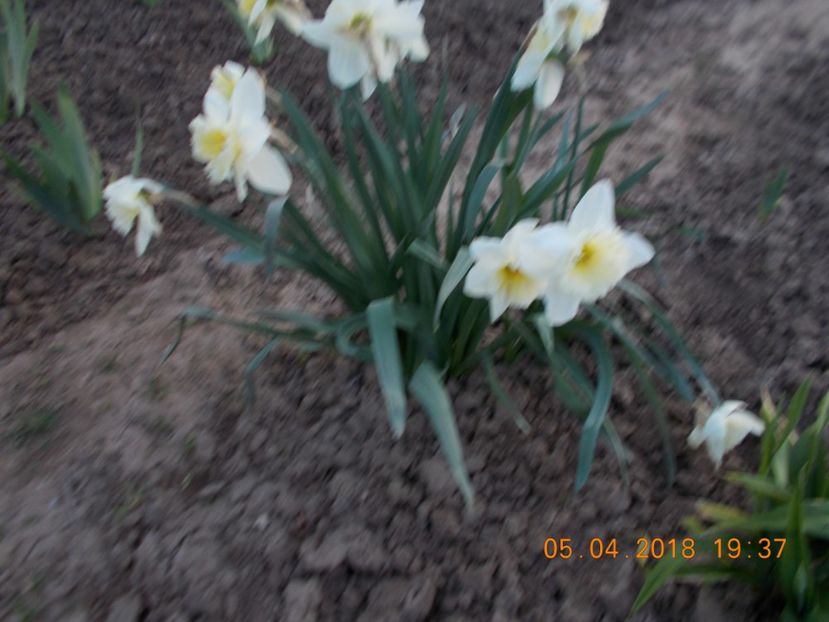  - Flori de gradina-2016-2017-2018-2019-2022