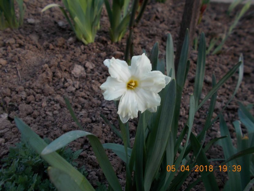  - Flori de gradina-2016-2017-2018-2019-2022