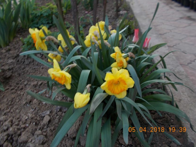  - Flori de gradina-2016-2017-2018-2019-2022